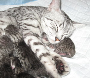 Alina and Kittens