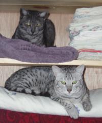 Beamer and Sevda