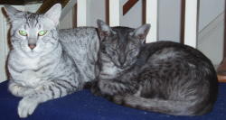 Beamer and Sevda