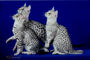 3 Kara Kittens