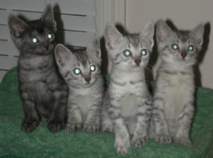 Raya kittens